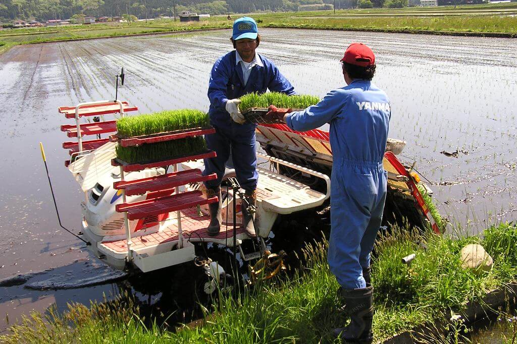 宮城県栗原産みやこがね7年産25㎏
