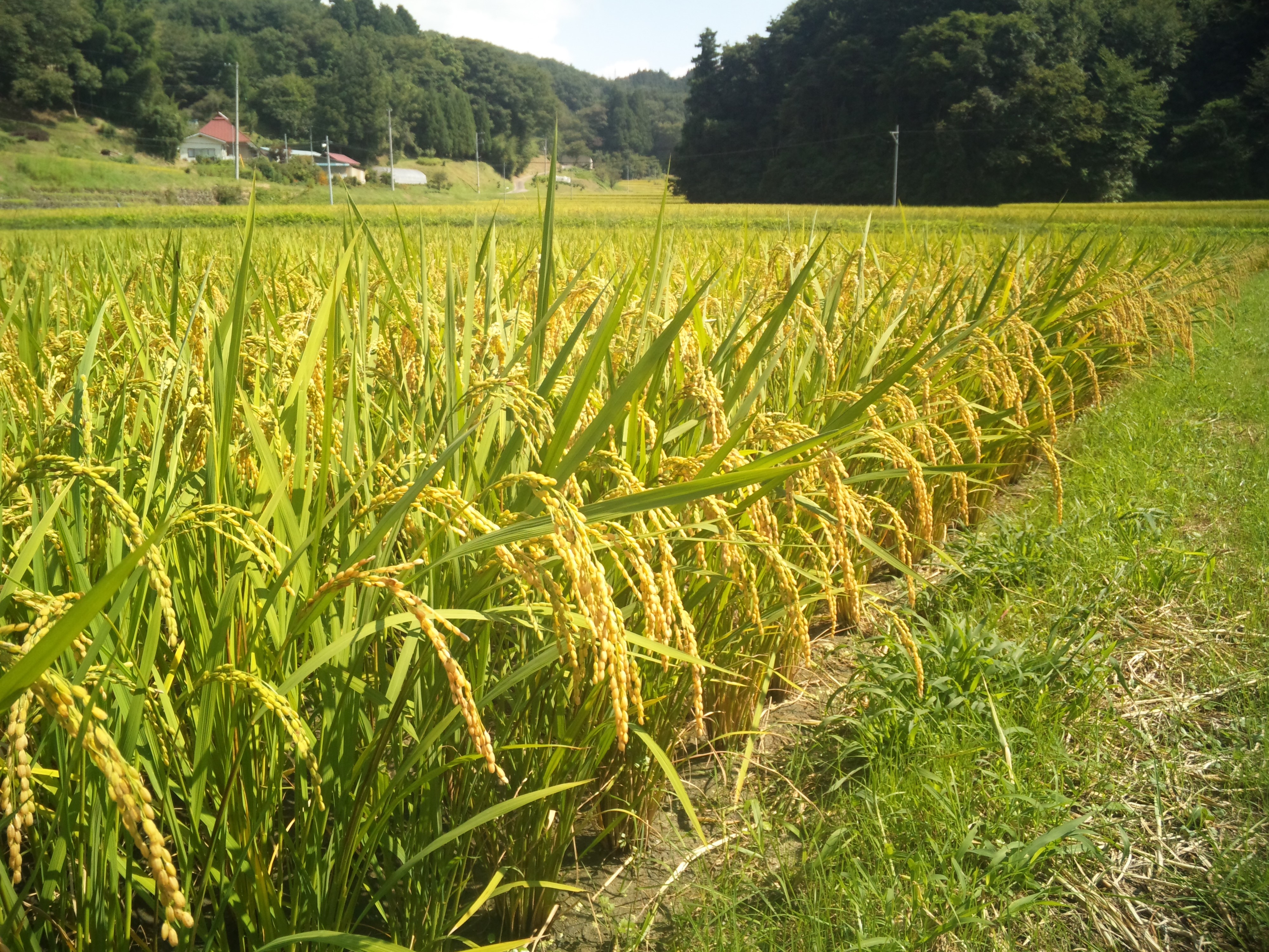 福島県須賀川産天のつぶ　8年産25kg