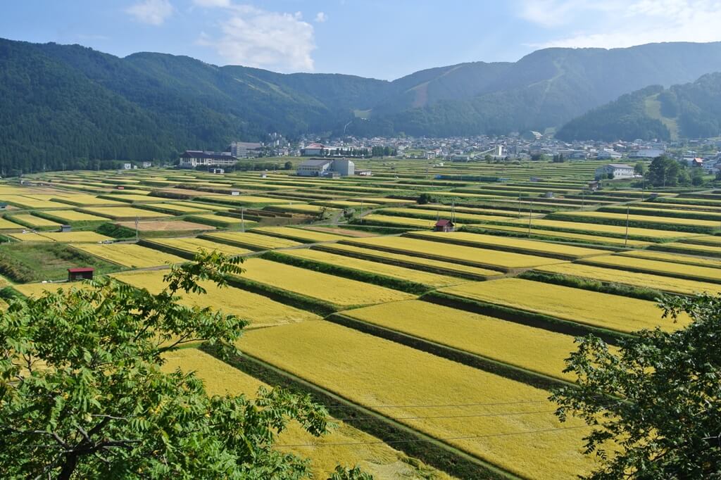 長野県産こしひかり　8年産無洗米30㎏